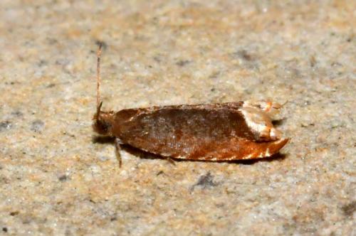 Ancylis selenana